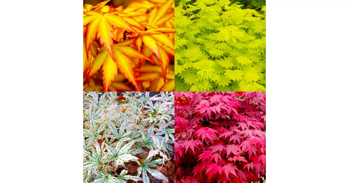 Jumar Plant Japán juhar - Best Plants and Decor webáruház