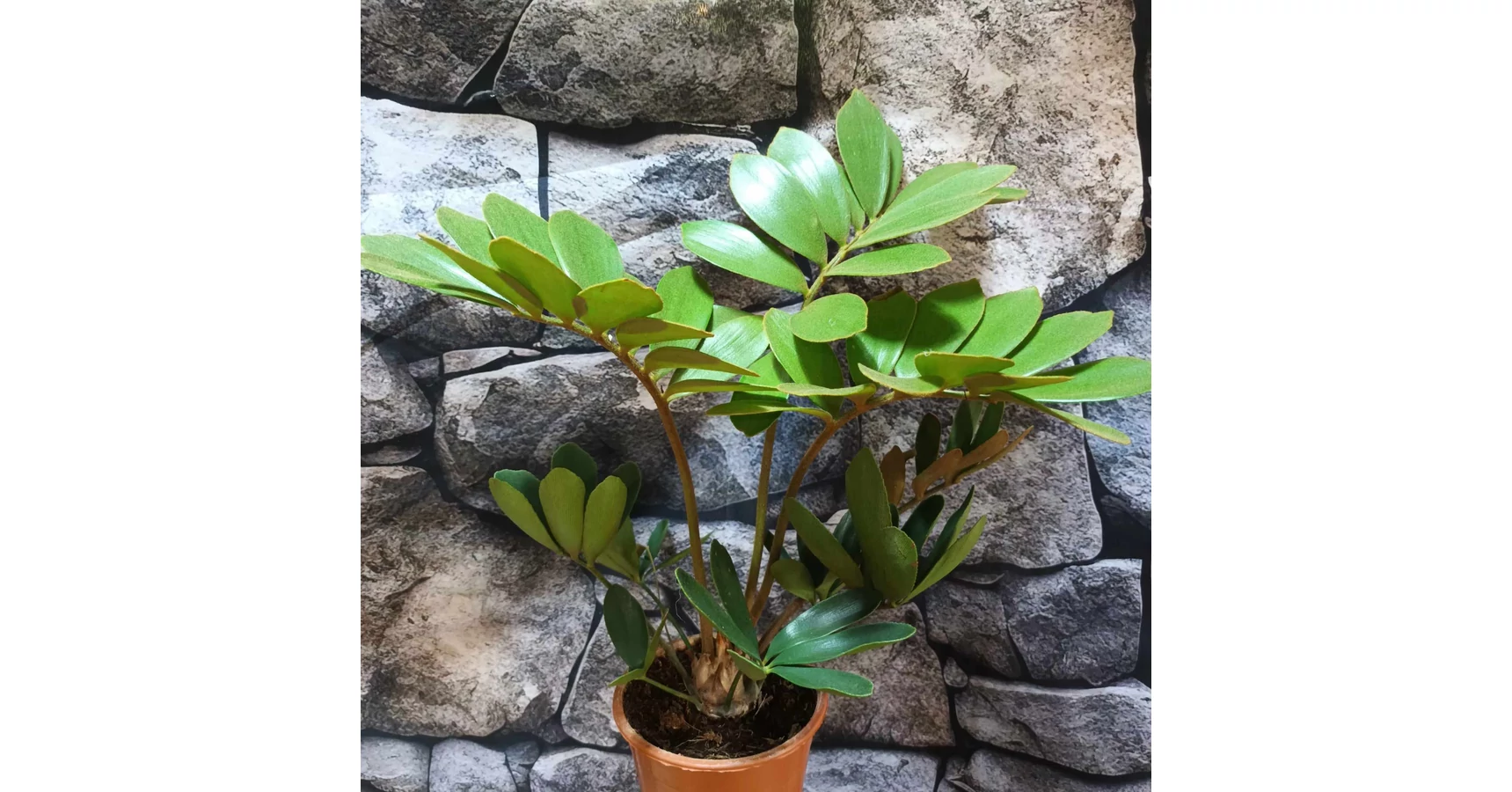 60 Semi Freschi Di Zamia Furfuracea – Pianta Verde Esotica, Perfetta Per Giardino E Terrazzo, Alta Germinazione
