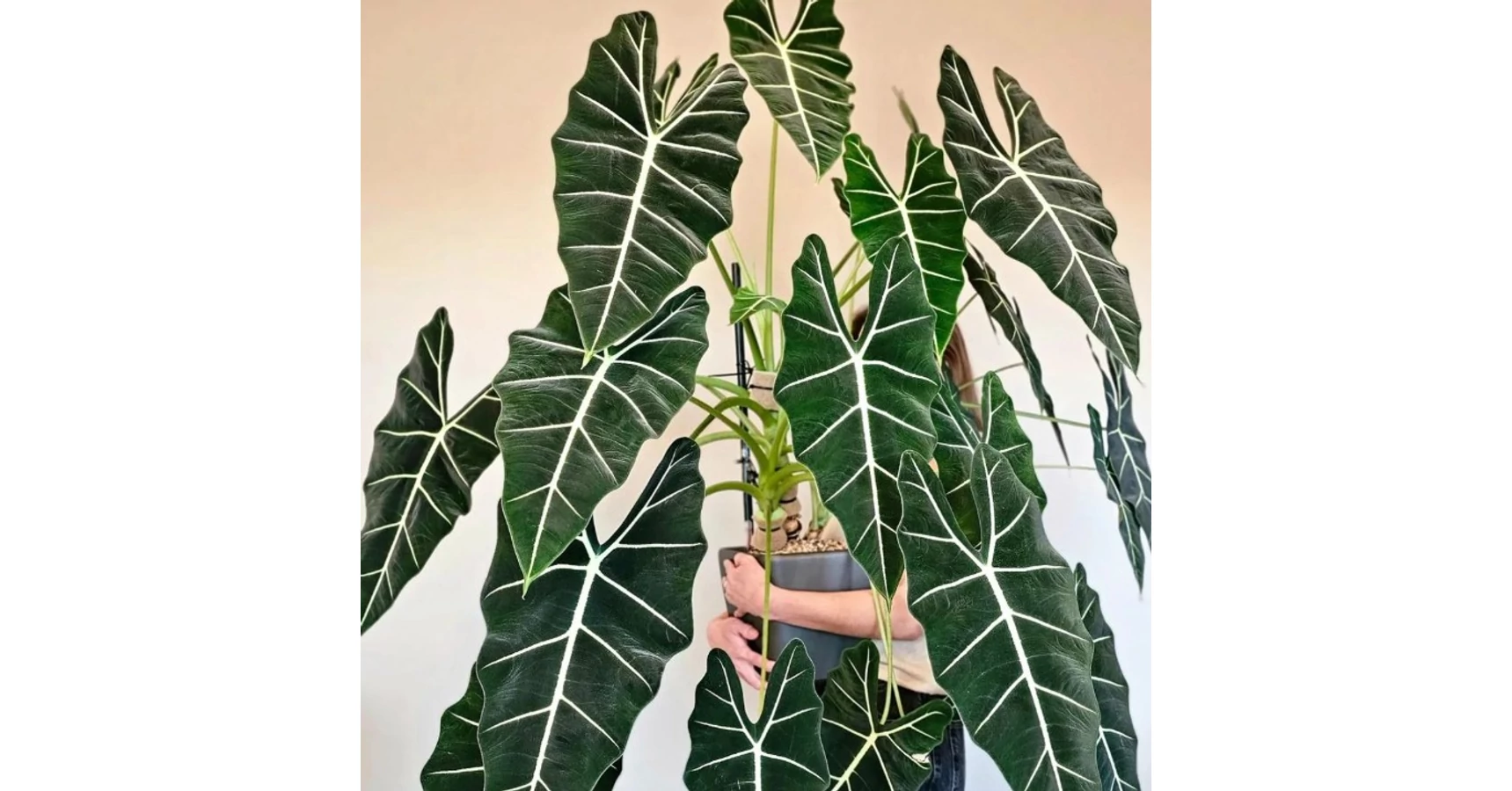 Baby Alocasia Frydek - Pianta Da Interno, Alocasia Velluto Verde Con Venature Bianche