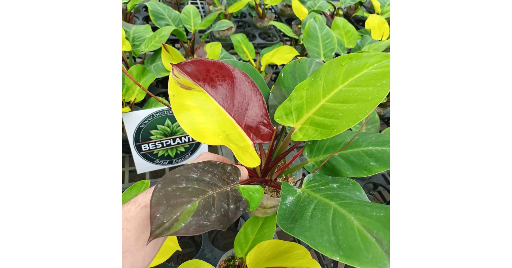 pluto philodendron Philodendron Pluto (reverted Caramel Marble)  Carnivero