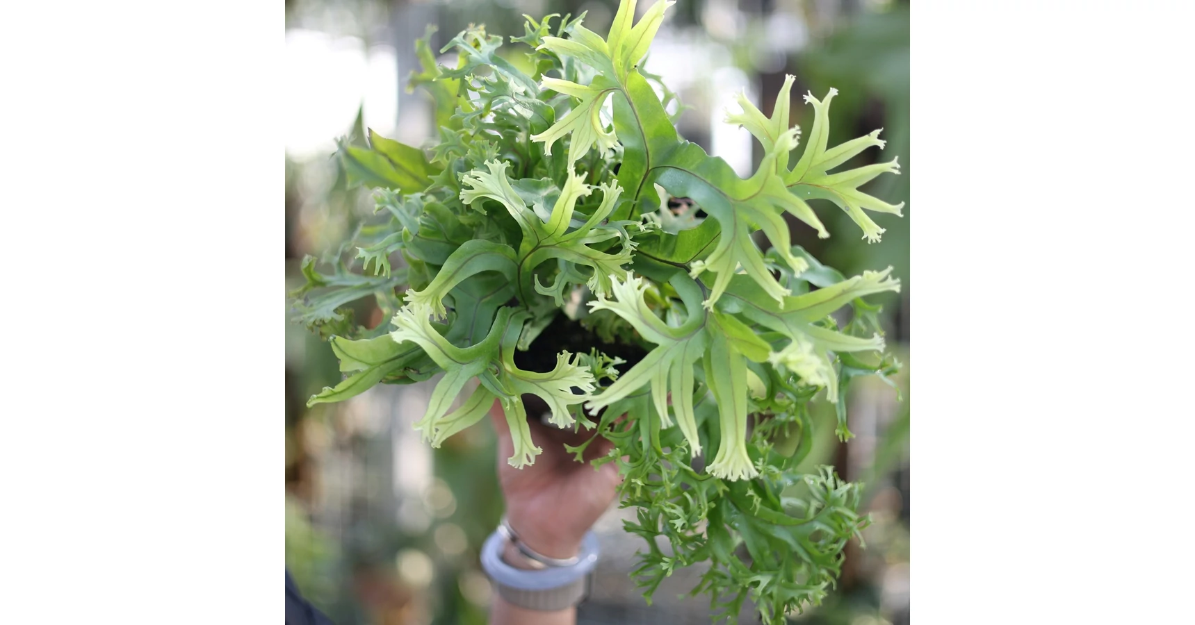 Microsorum sp 'Fireworks' - Best Plants and Decor webáruház