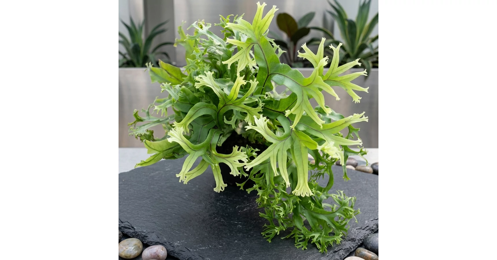 Microsorum sp 'Fireworks' - Best Plants and Decor webáruház