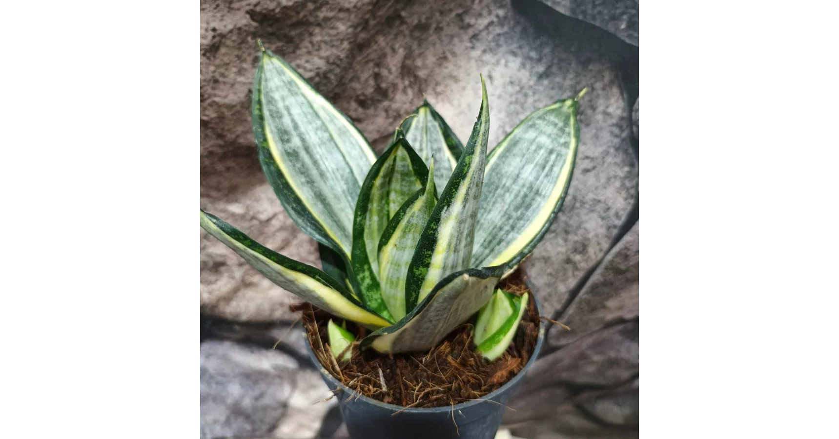 サンスベリア Sansevieria Hahnii Silver Zebra Sansevieria Trifasciata 'Hahnii' Silver Zebra sansewieria