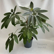 Trevesia