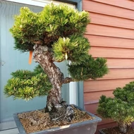 Bonsai