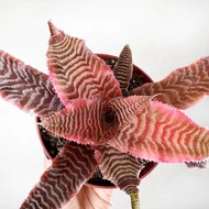 Levélcsillagok (Cryptanthus)
