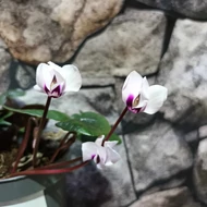 Télálló Cyclamen
