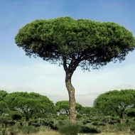 Pinus