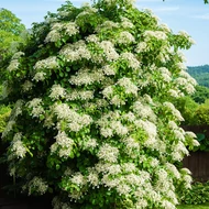 Hortenzia