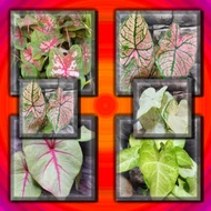 Caladium