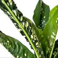 Dieffenbachia