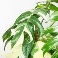 Epipremnum