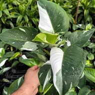 Philodendron