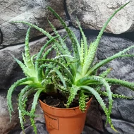 Aloe