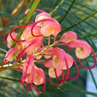 Grevillea