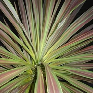 Cordyline