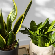 Sansevieria