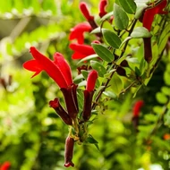 Aeschynanthus