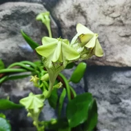 Ceropegia