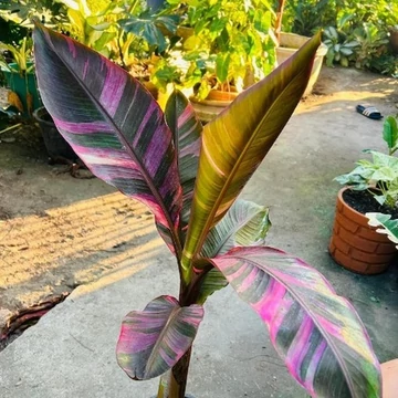 Musa sp. 'Nono' - pink variegata