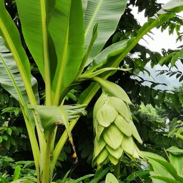 Ensete glaucum - havasi banán