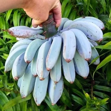Musa ’Blue Java’ - jávai kék banán