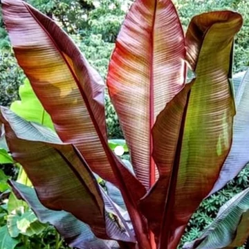 Ensete ventricosum Maurelli - vörös abesszin banán