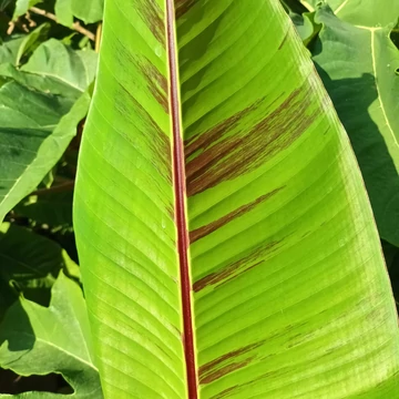 Musa sikkimensis 'Red tiger'