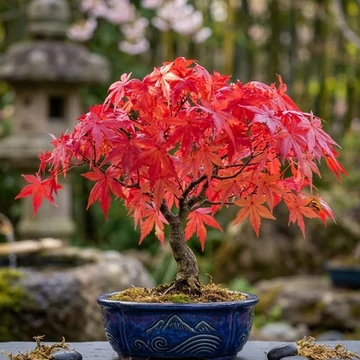 bonsai de gutscheincode Bonsai Dünger von Flora Boost