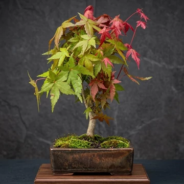 silberweide bonsai Silberweide - Salix alba main image 1