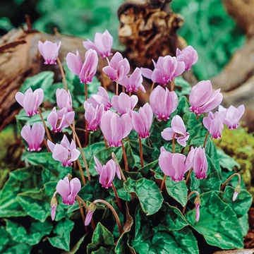 Cyclamen hederifolium - kerti ciklámen, télálló, nagy gumó