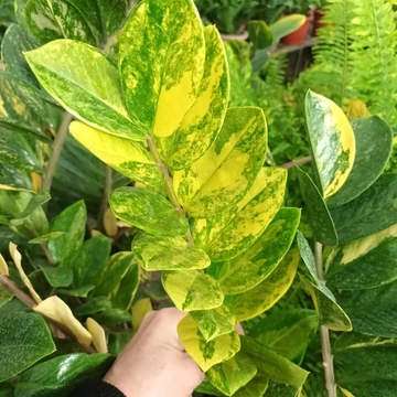 Zamioculcas zamiifolia variegata
