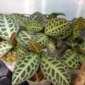 Ardisia sp. Turtle Back