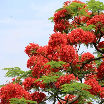 Delonix Regia - tűzvirágfa