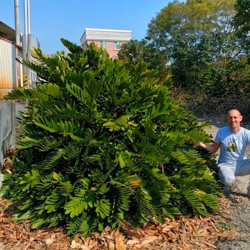 Zamia furfuracea
