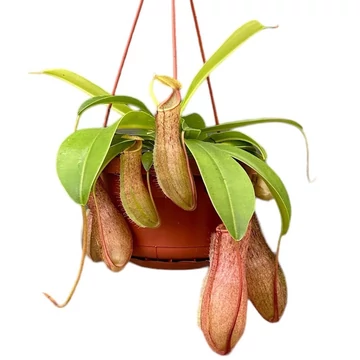 Nepenthes Linda Nepenthes Linda