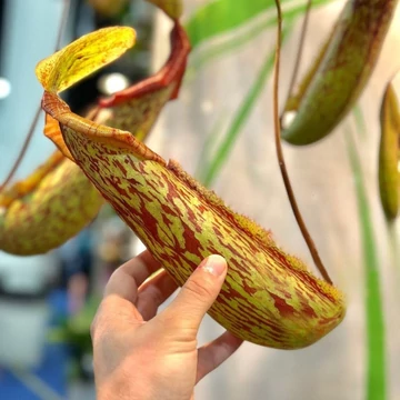 Nepenthes Gaya Nepenthes Gaya