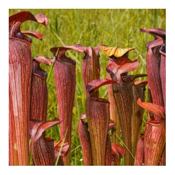 Sarracenia / Kürtvirág / rovaremésztő, jelenleg rovarfogó rész nélkül Sarracenia / Kürtvirág / rovaremésztő, jelenleg rovarfogó rész nélkül