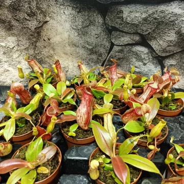 Nepenthes Gaya Nepenthes Gaya