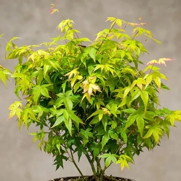 Bonsai - Best Plants and Decor webruhz