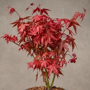 Bonsai - Best Plants and Decor webruhz