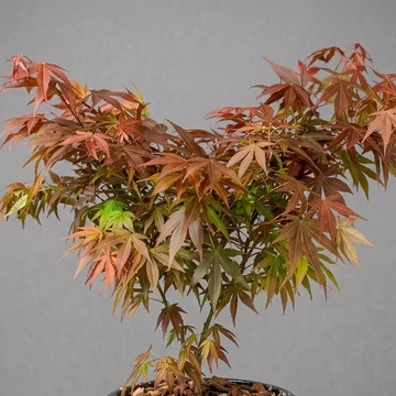 Bonsai - Best Plants and Decor webruhz