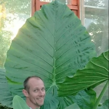 Alocasia calidora / óriás elefántfül