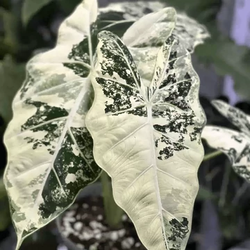 Alocasia 'Frydek Variegata'