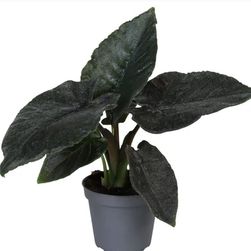 Alocasia 'Antoro Velvet'