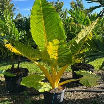 Alocasia 'Lutea' - óriás sárga elefántfül
