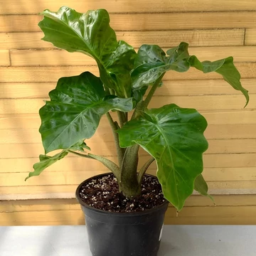 Alocasia 'Low Rider' saját szaporítású