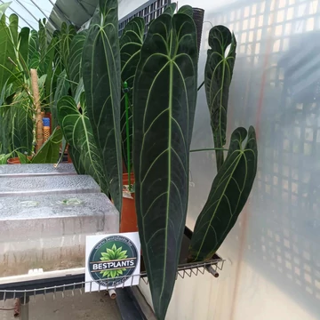 Anthurium warocqueanum, esztétikai hibás levelekkel