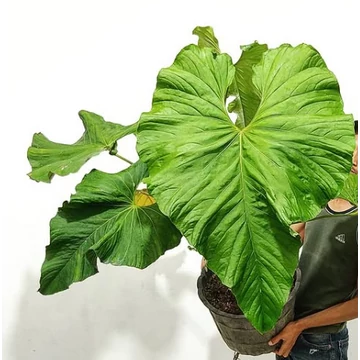 Anthurium balaoanum, egy egy levele esztétikai hibás