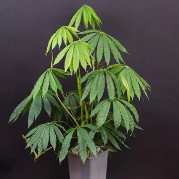 Anthurium - Best Plants and Decor webruhz